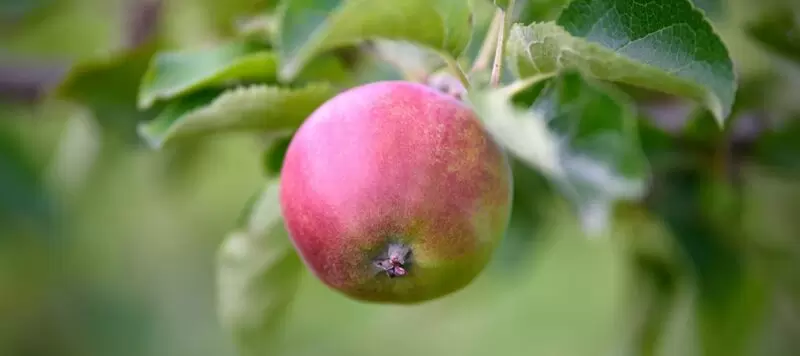 close up of apple