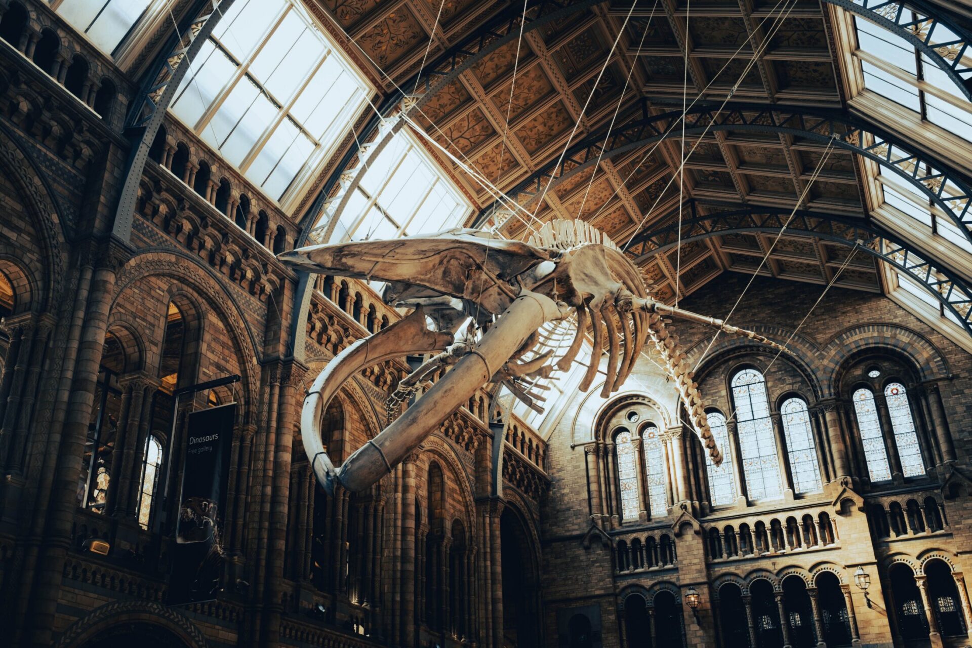 A stunning whale skeleton suspended inside the grand interior of the Natural History Museum in London
